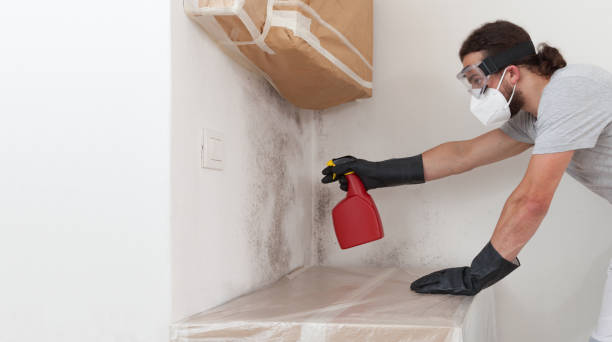 Basement Mold Remediation treatment on basement walls in Middletown